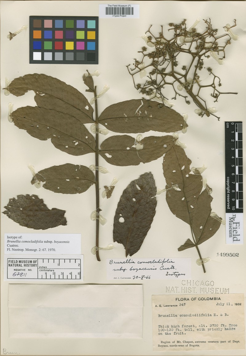 Brunellia comocladiifolia subsp. boyacensis
