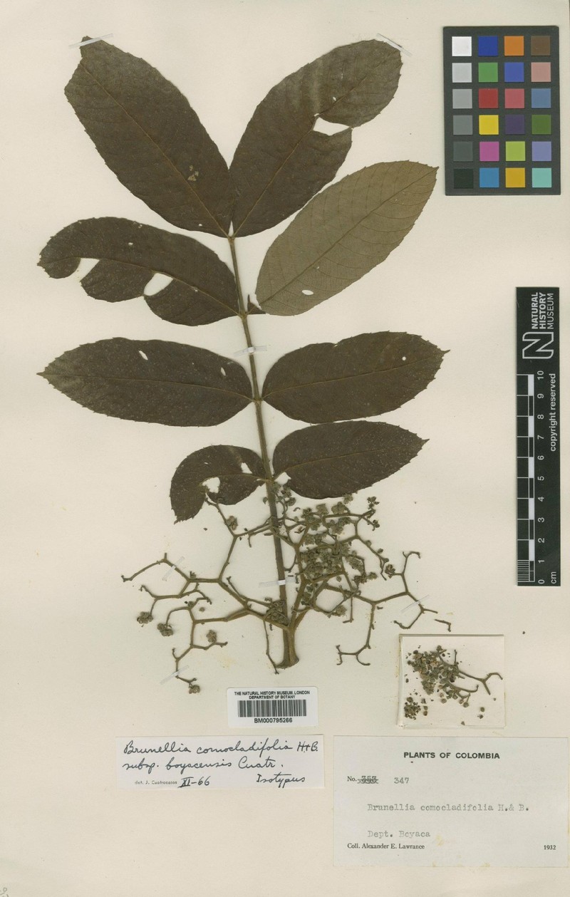 Brunellia comocladiifolia subsp. boyacensis photo 2