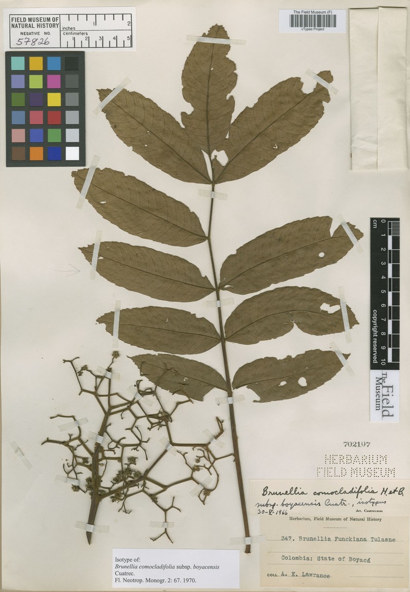Brunellia comocladiifolia subsp. boyacensis photo 3