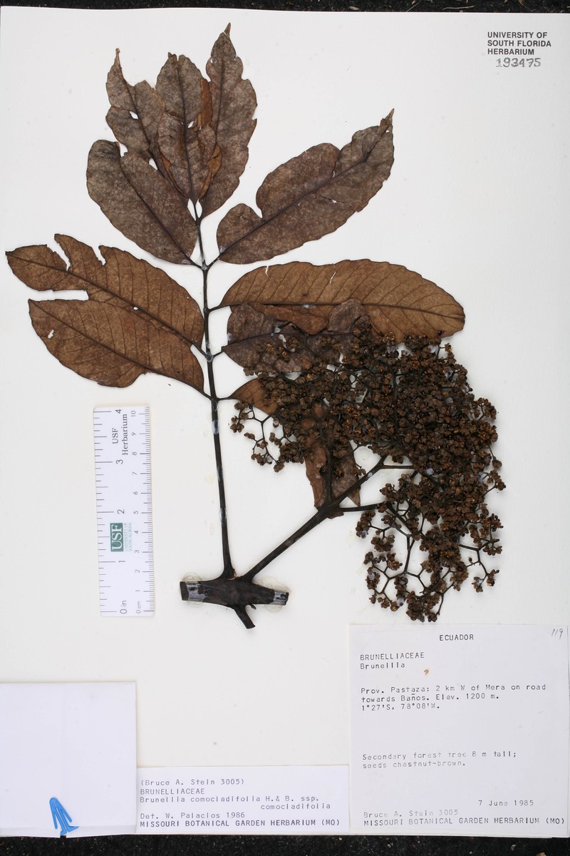 Brunellia comocladiifolia subsp. comocladiifolia