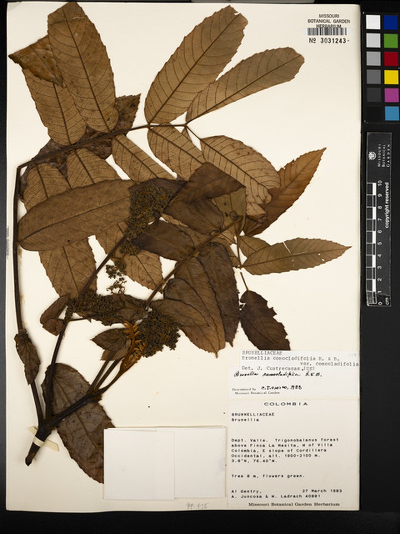 Brunellia comocladiifolia subsp. comocladiifolia photo 2