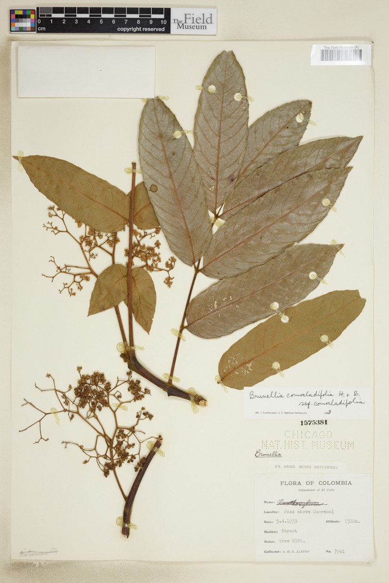 Brunellia comocladiifolia subsp. comocladiifolia photo 3