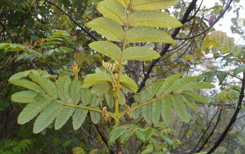 Brunellia comocladiifolia subsp. cubensis