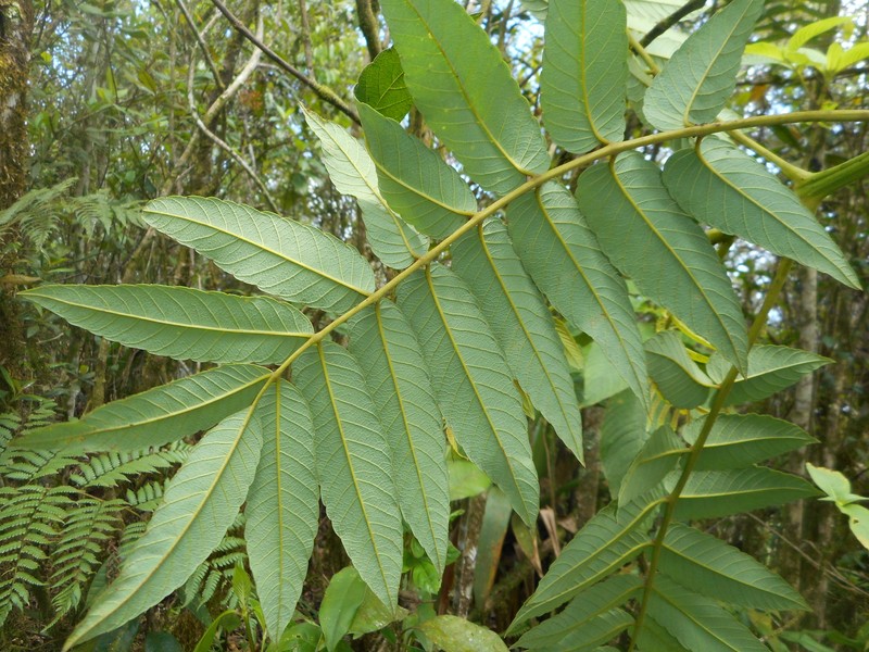 Brunellia comocladiifolia subsp. cubensis photo 2
