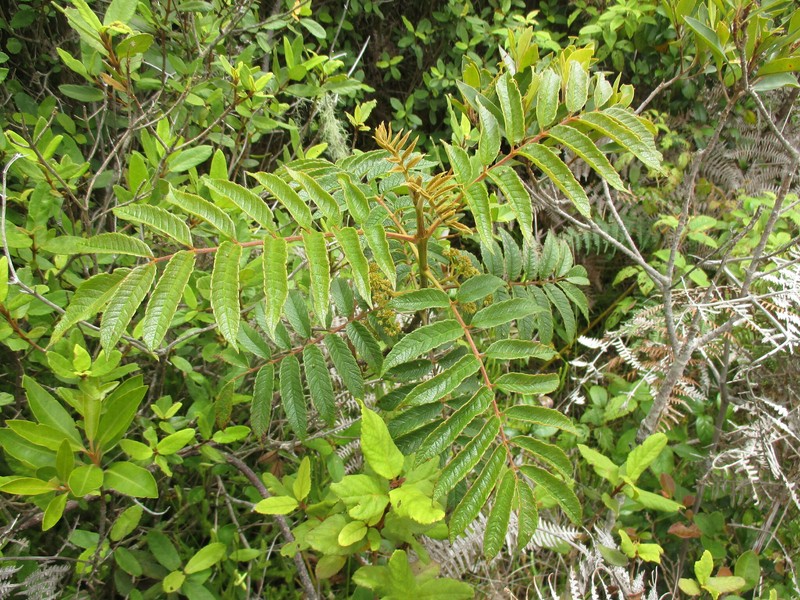 Brunellia comocladiifolia subsp. cubensis photo 3