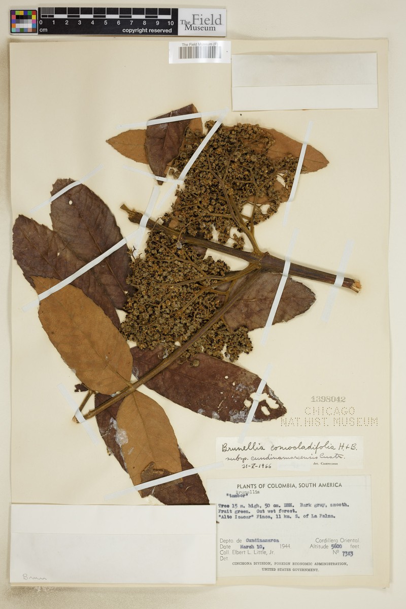 Brunellia comocladiifolia subsp. cundinamarcensis