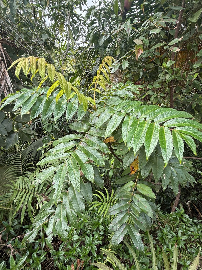 Brunellia comocladiifolia subsp. domingensis