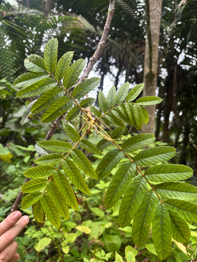 Brunellia comocladiifolia subsp. domingensis photo 2
