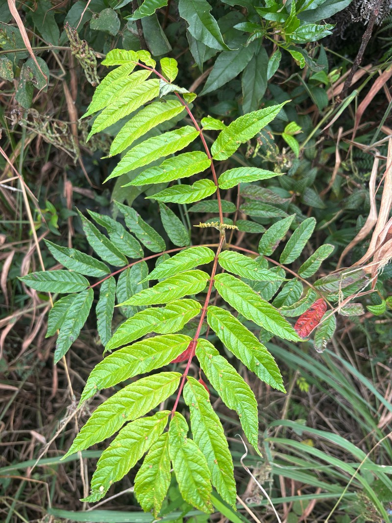 Brunellia comocladiifolia subsp. domingensis photo 3