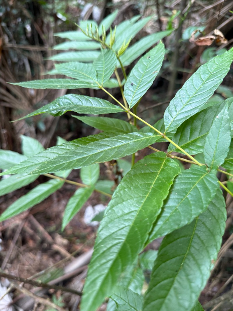 Brunellia comocladiifolia subsp. domingensis photo 4