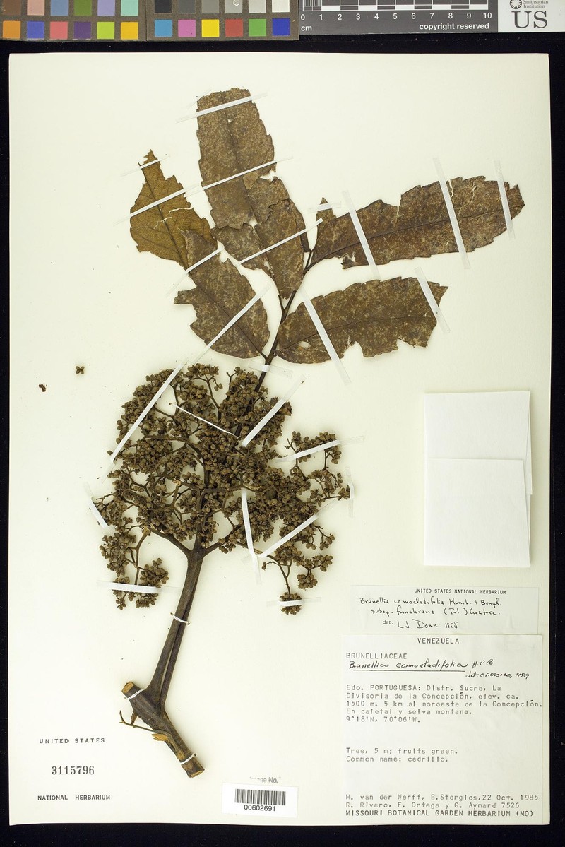 Brunellia comocladiifolia subsp. funckiana