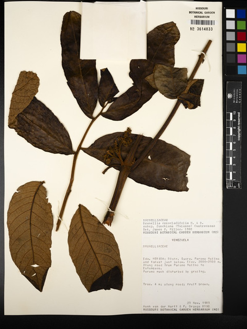 Brunellia comocladiifolia subsp. funckiana photo 2