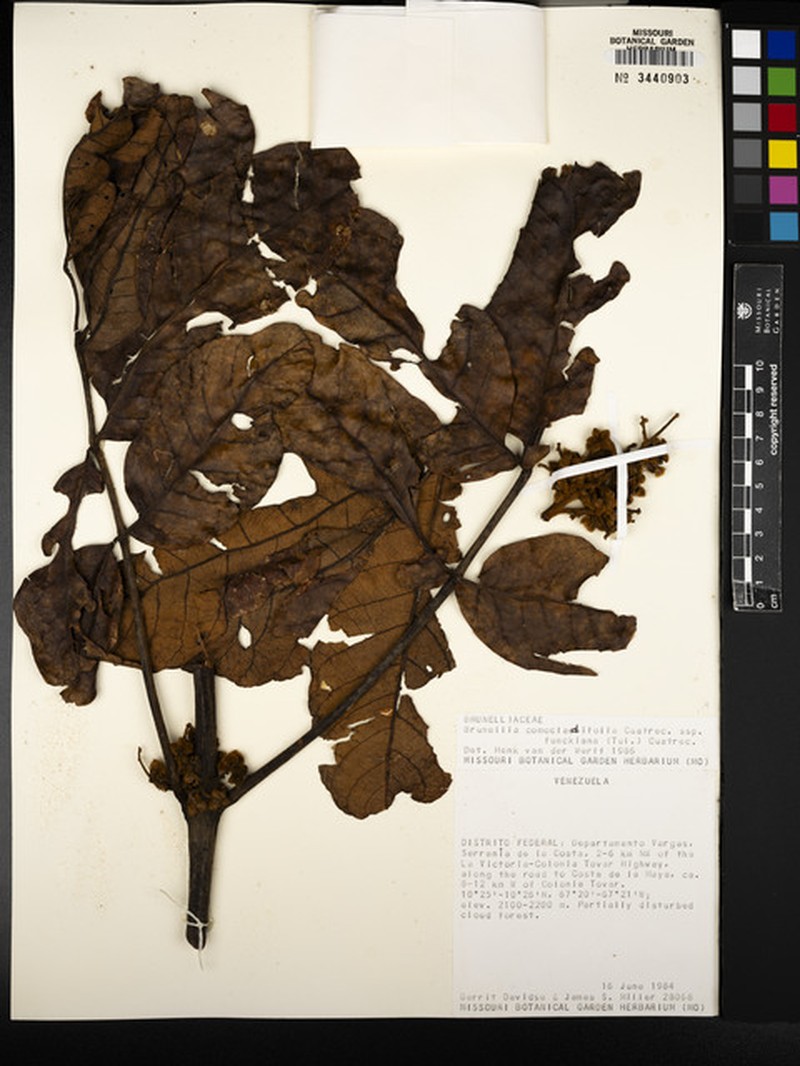 Brunellia comocladiifolia subsp. funckiana photo 3