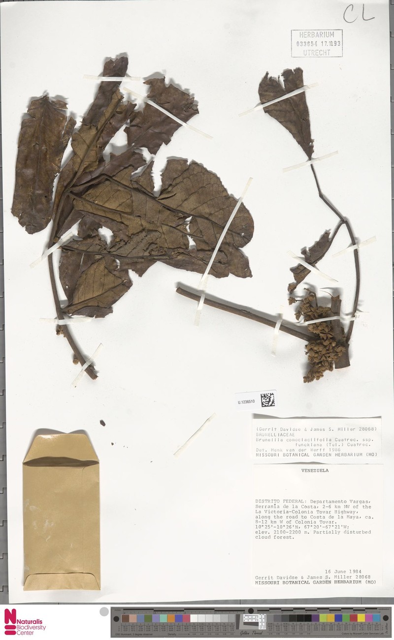 Brunellia comocladiifolia subsp. funckiana photo 4