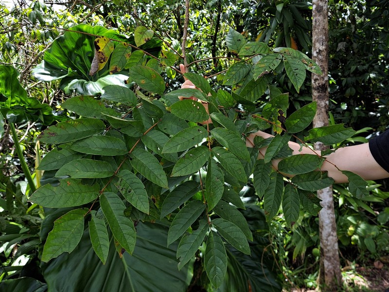 Brunellia comocladiifolia subsp. guadalupensis