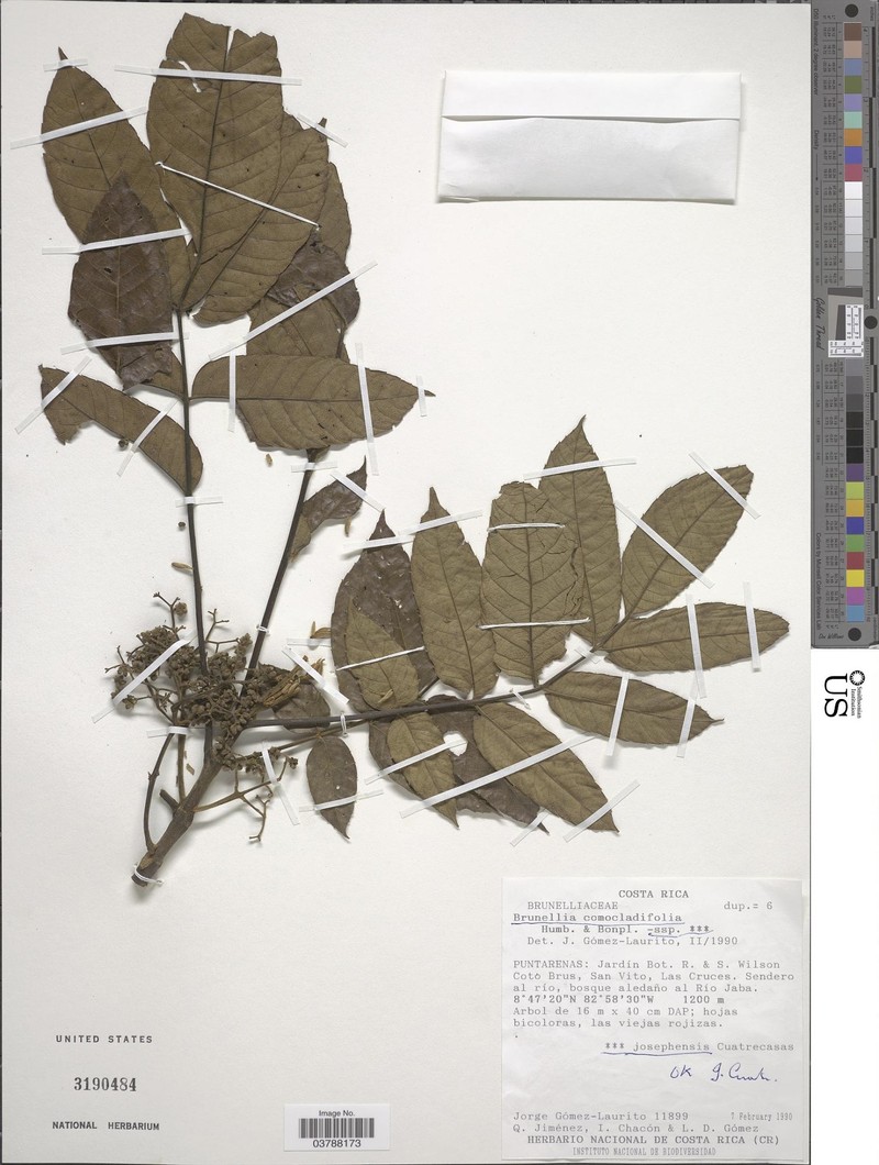 Brunellia comocladiifolia subsp. josephensis