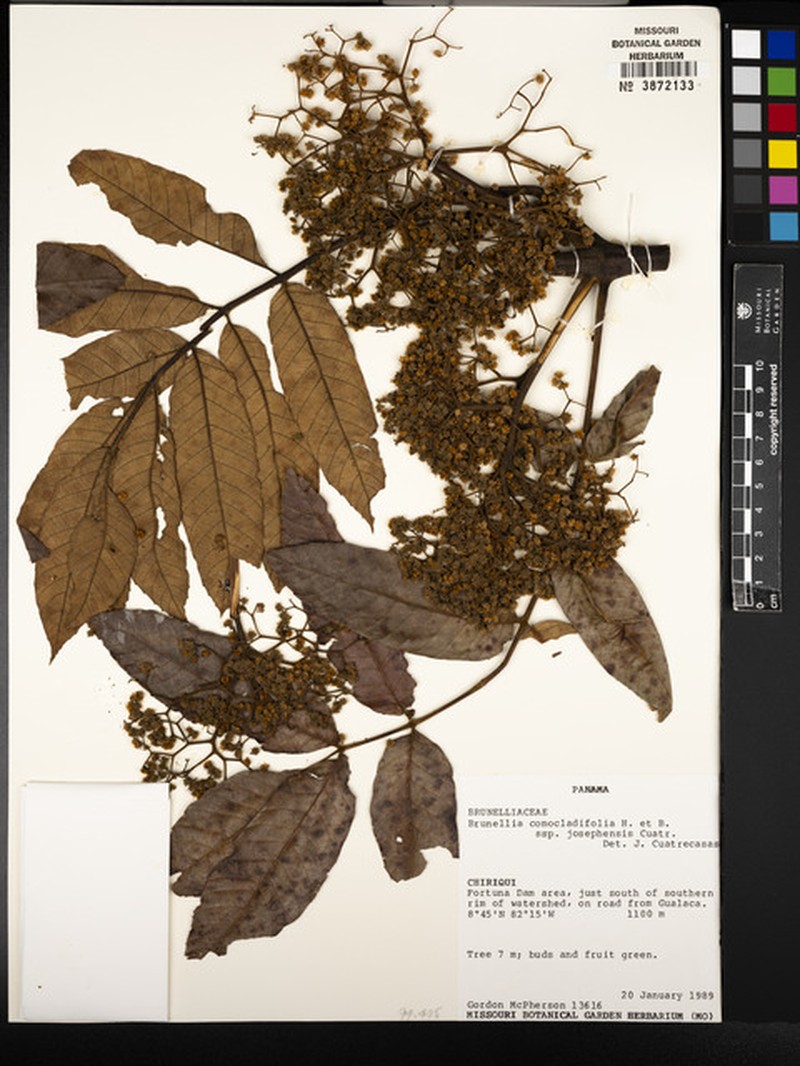 Brunellia comocladiifolia subsp. josephensis photo 2