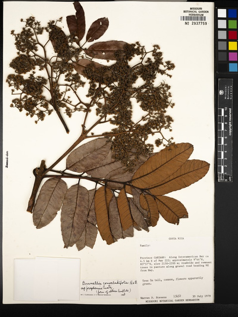 Brunellia comocladiifolia subsp. josephensis photo 3