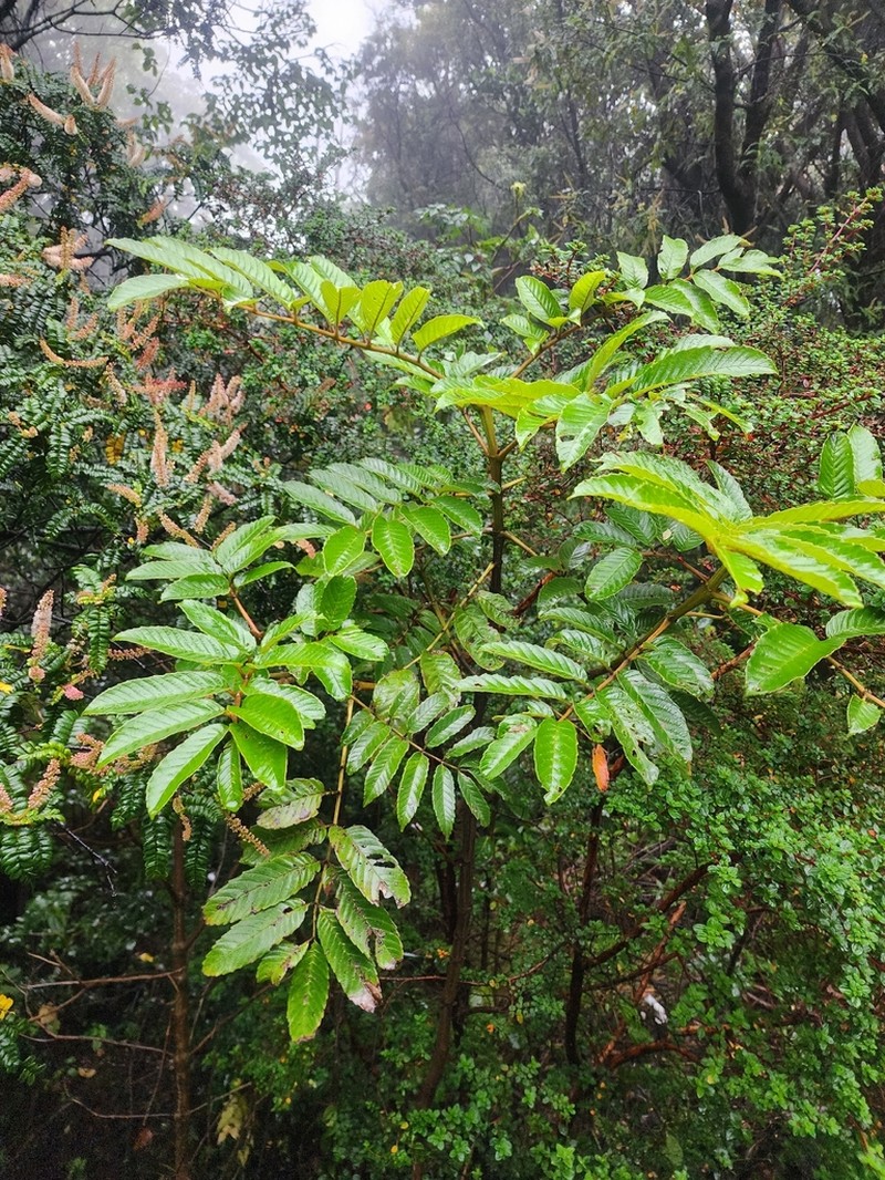 Brunellia costaricensis
