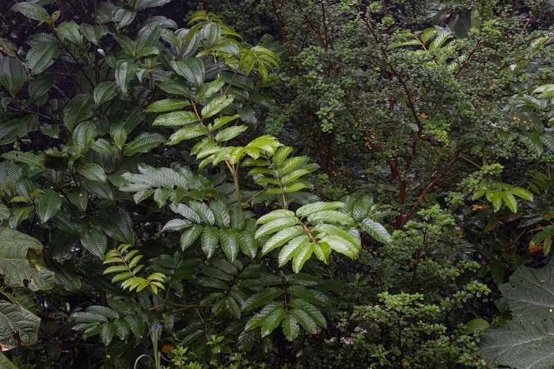 Brunellia costaricensis photo 2