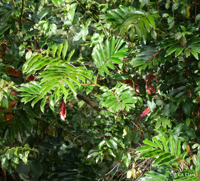 Brunellia costaricensis photo 3