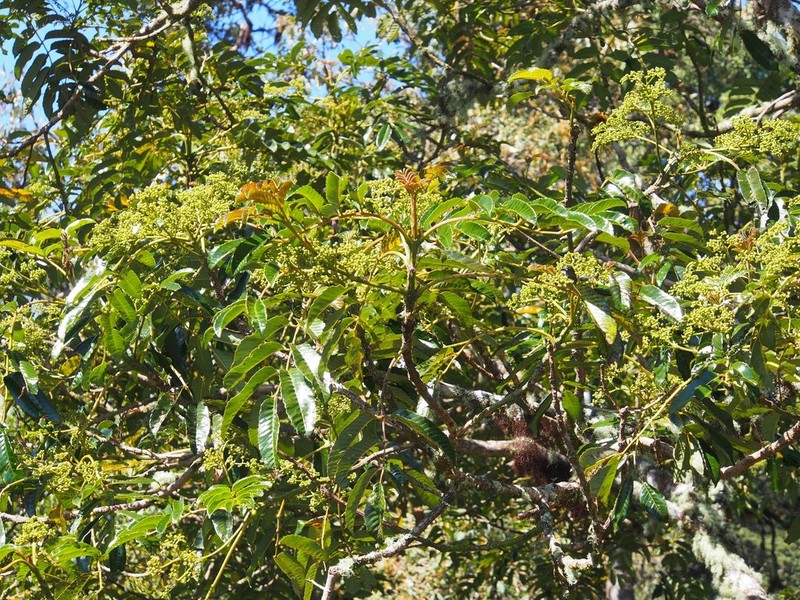 Brunellia costaricensis photo 4