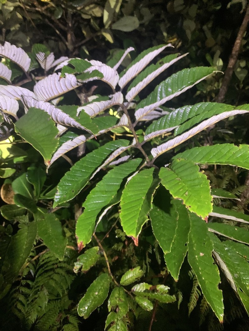 Brunellia costaricensis photo 5