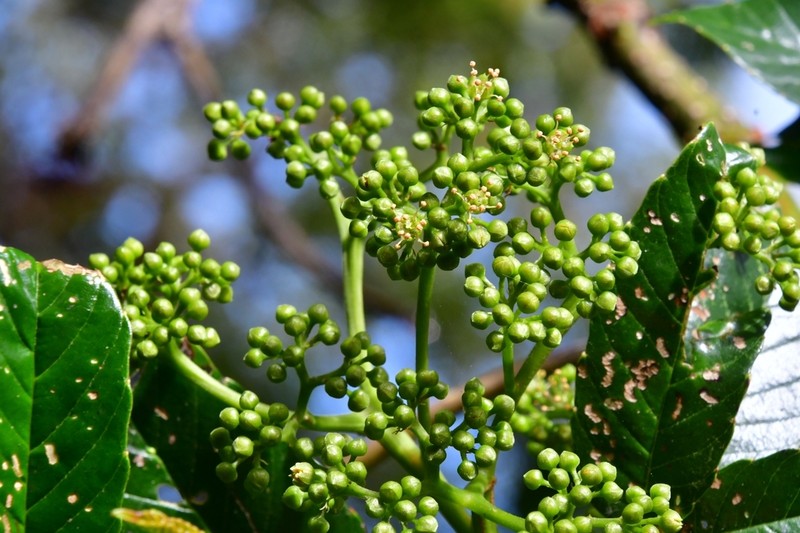 Brunellia costaricensis photo 6