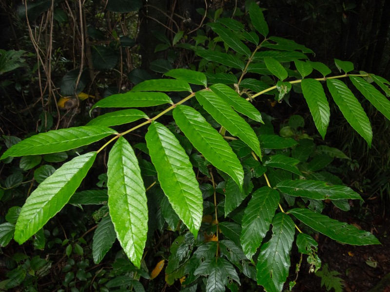 Brunellia costaricensis photo 7