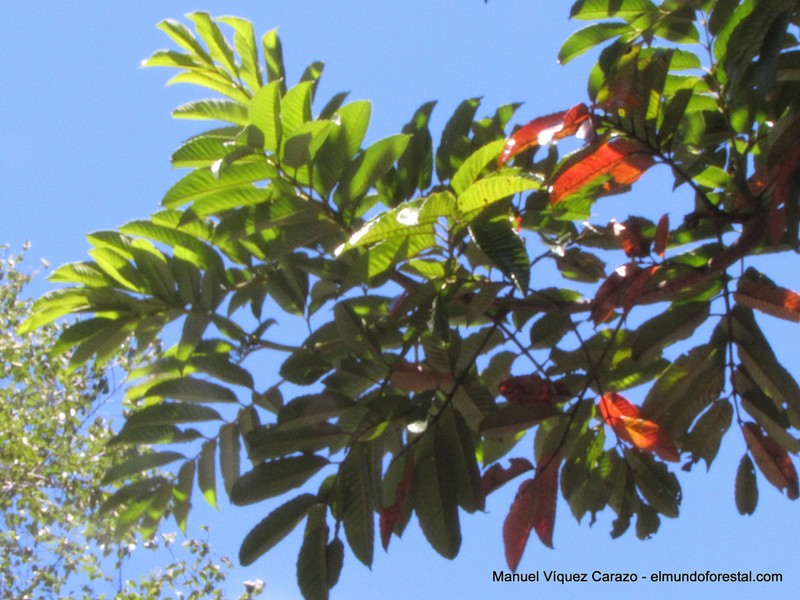 Brunellia costaricensis photo 8