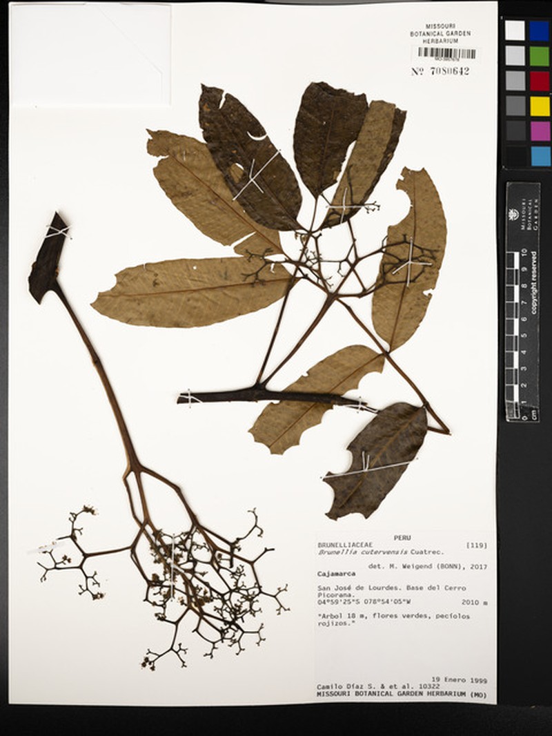 Brunellia cutervensis photo 2