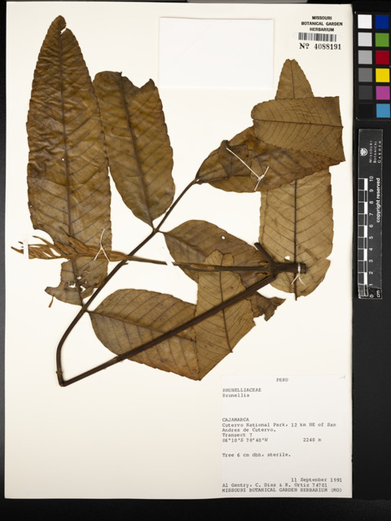 Brunellia cutervensis photo 3