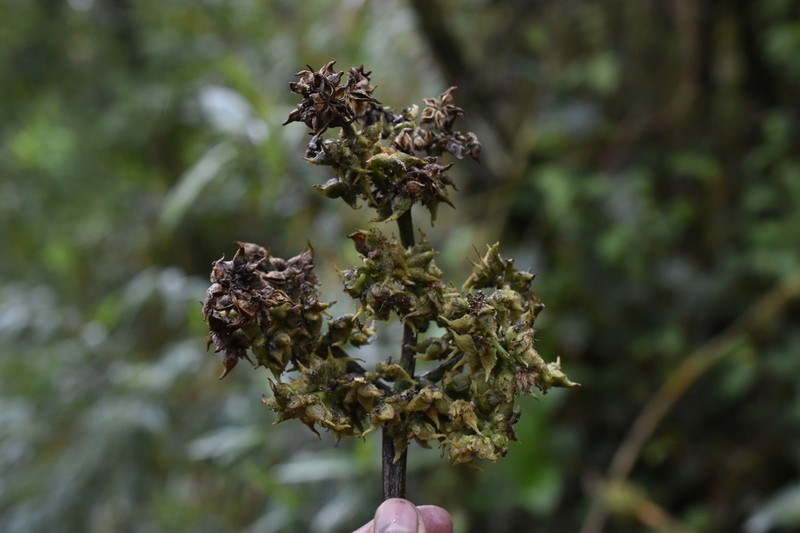Brunellia cuzcoensis