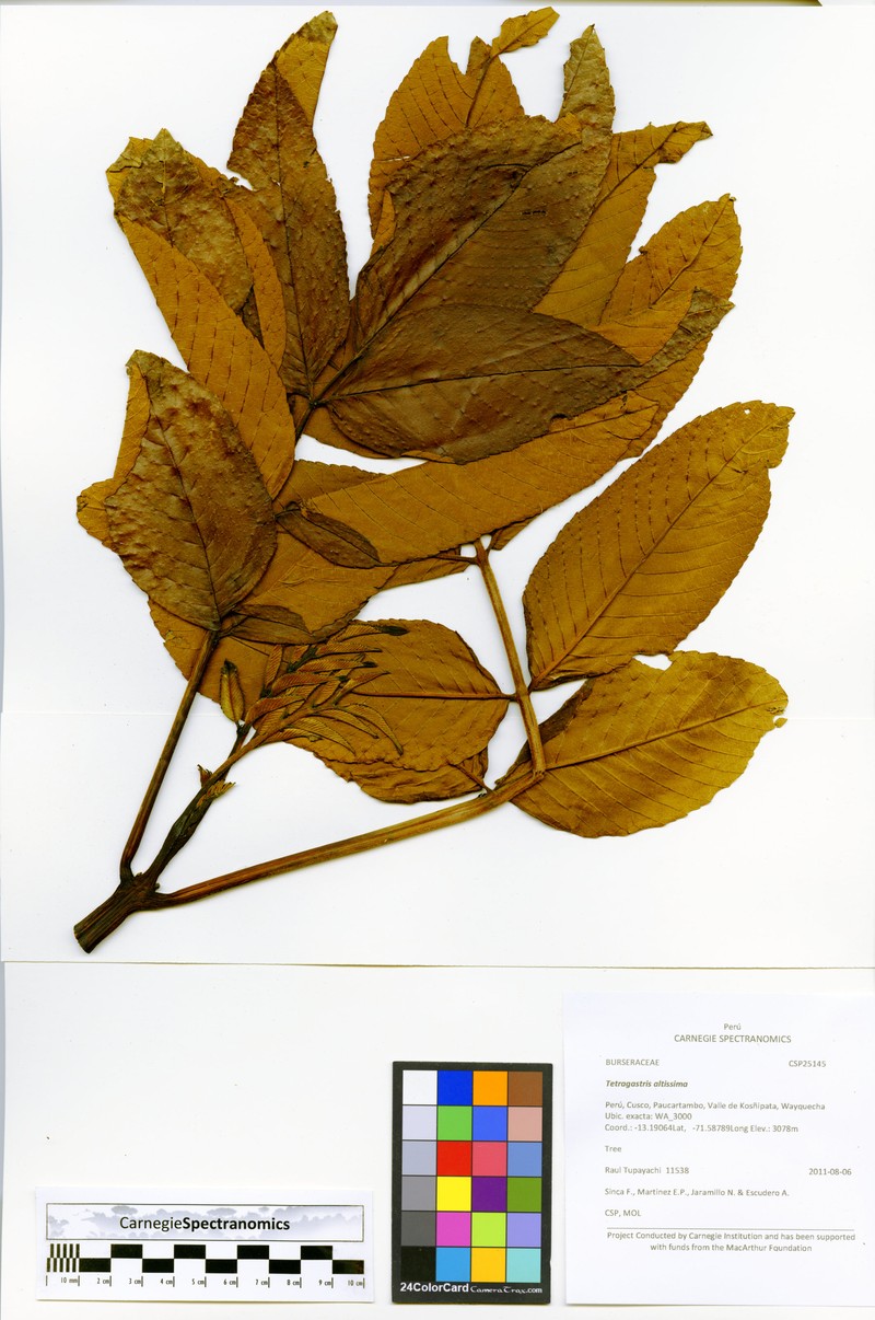 Brunellia cuzcoensis photo 2