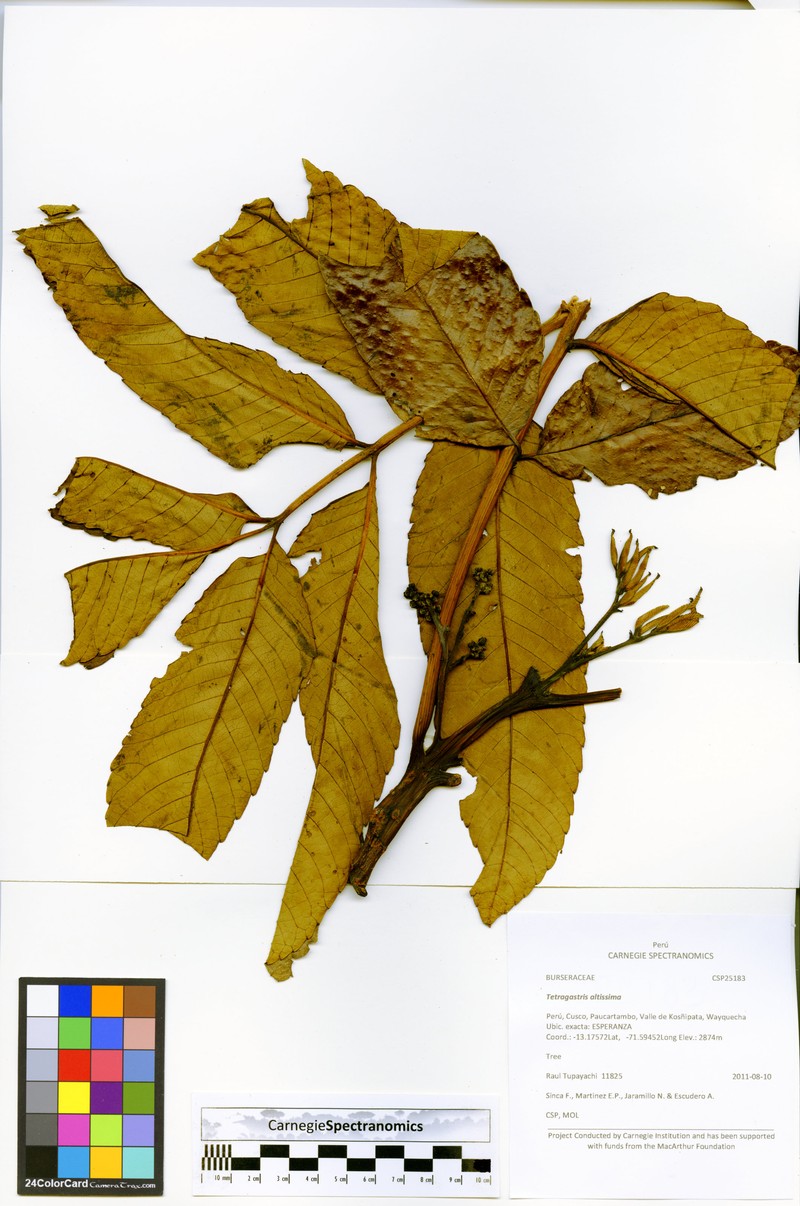 Brunellia cuzcoensis photo 3