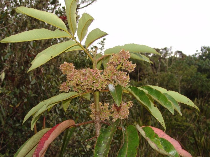 Brunellia cuzcoensis photo 4