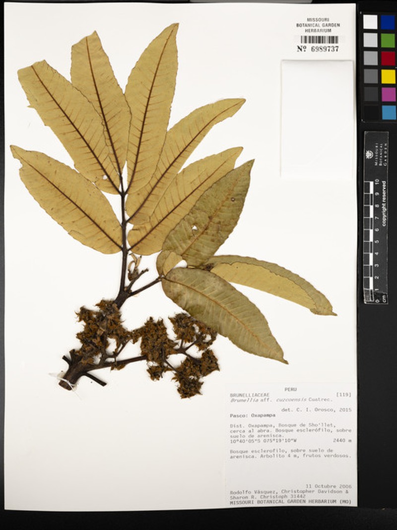 Brunellia cuzcoensis photo 5