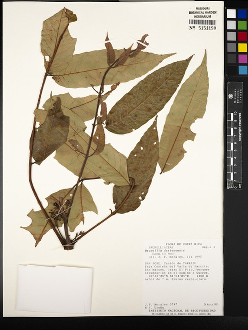 Brunellia darienensis
