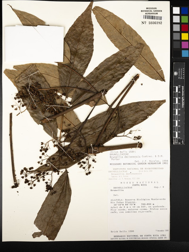 Brunellia darienensis photo 2