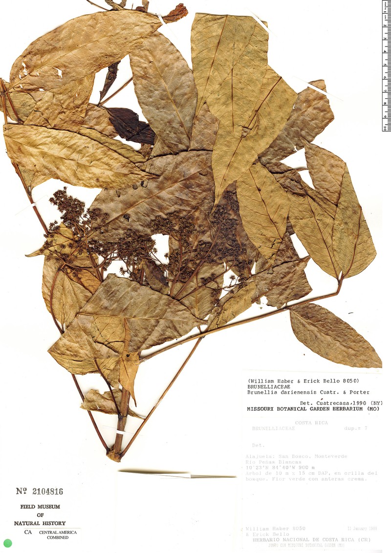 Brunellia darienensis photo 3