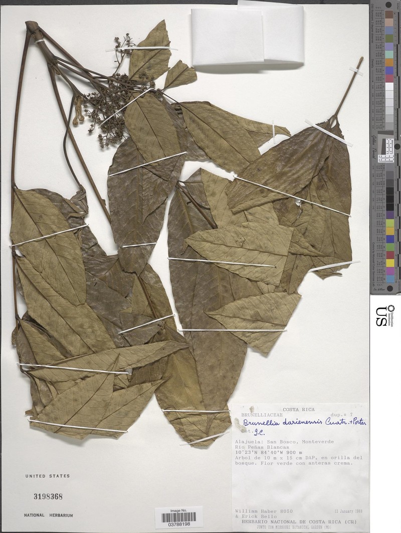 Brunellia darienensis photo 4