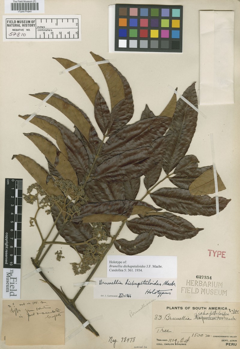Brunellia dichapetaloides
