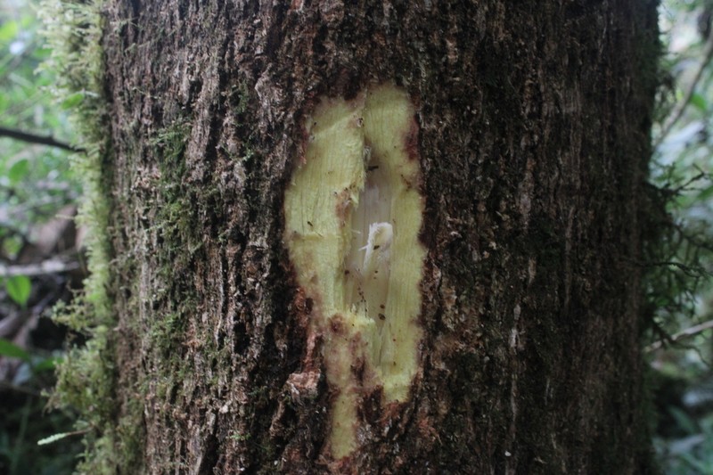 Brunellia dulcis