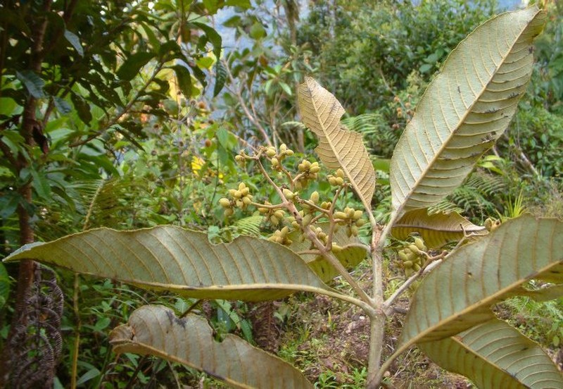 Brunellia dulcis photo 2