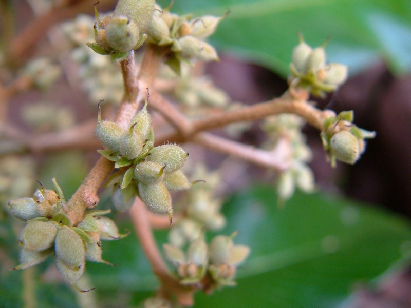 Brunellia dulcis photo 3