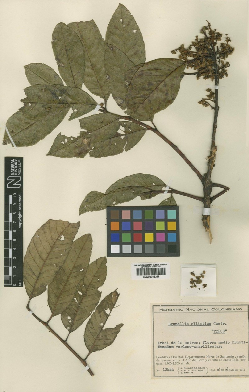 Brunellia elliptica