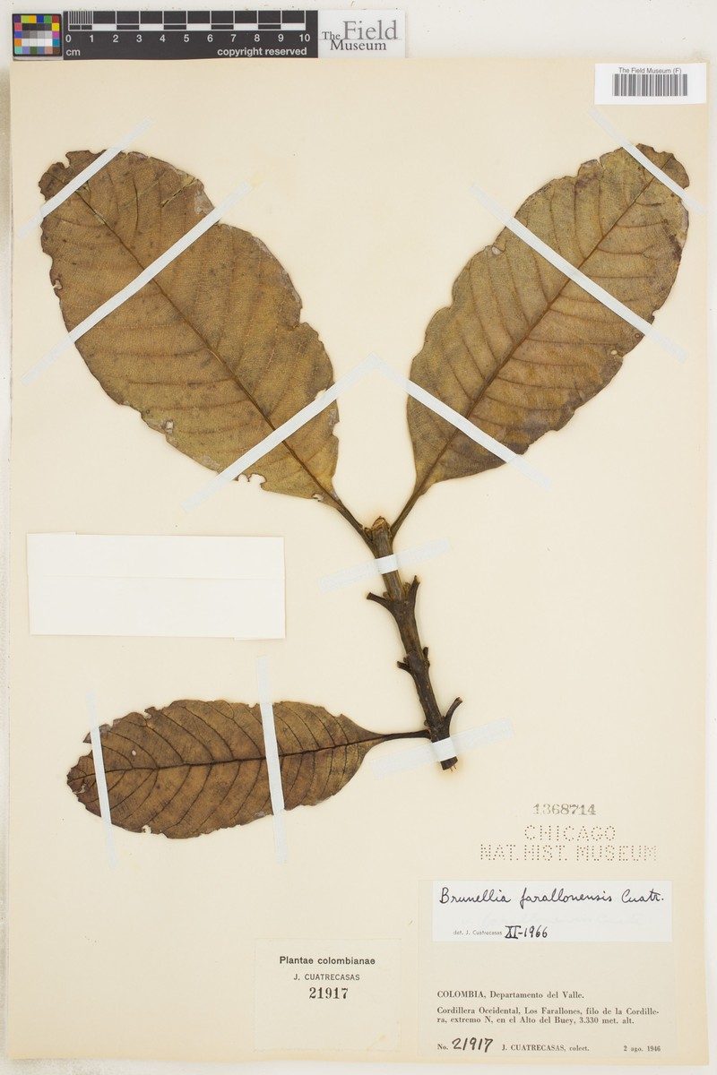 Brunellia farallonensis