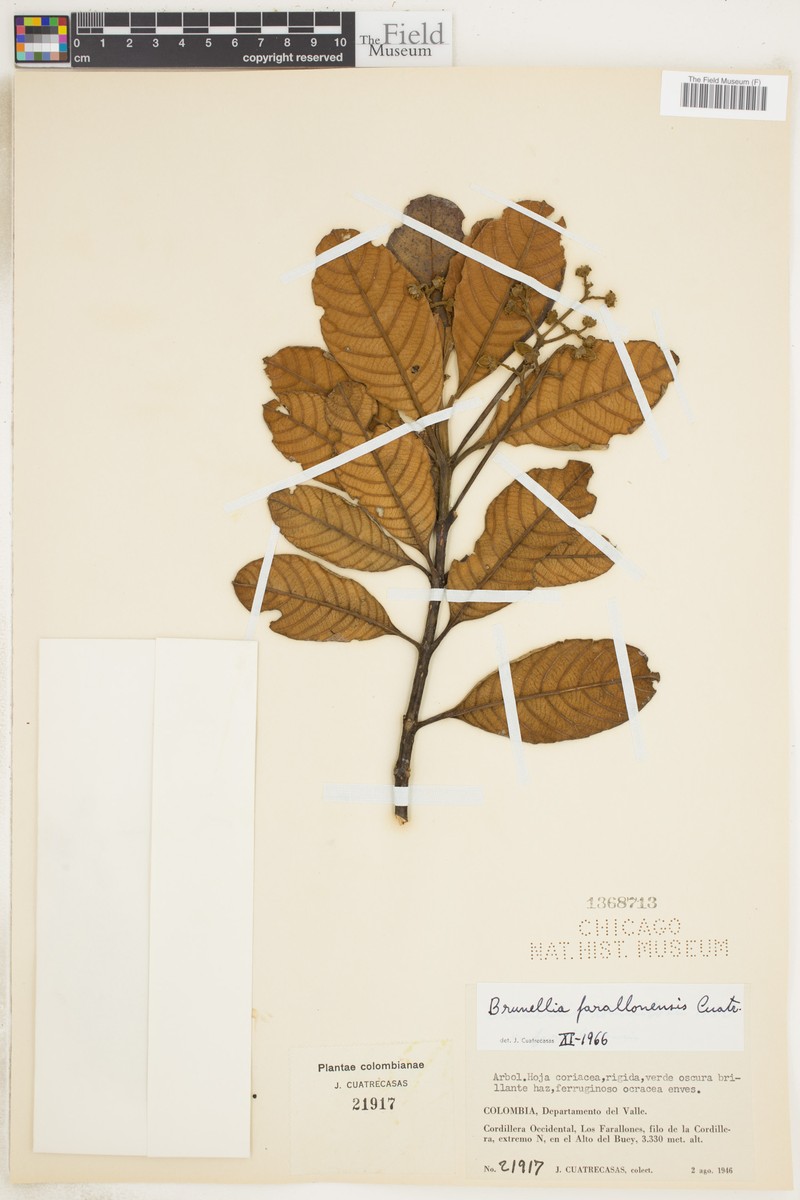 Brunellia farallonensis photo 2