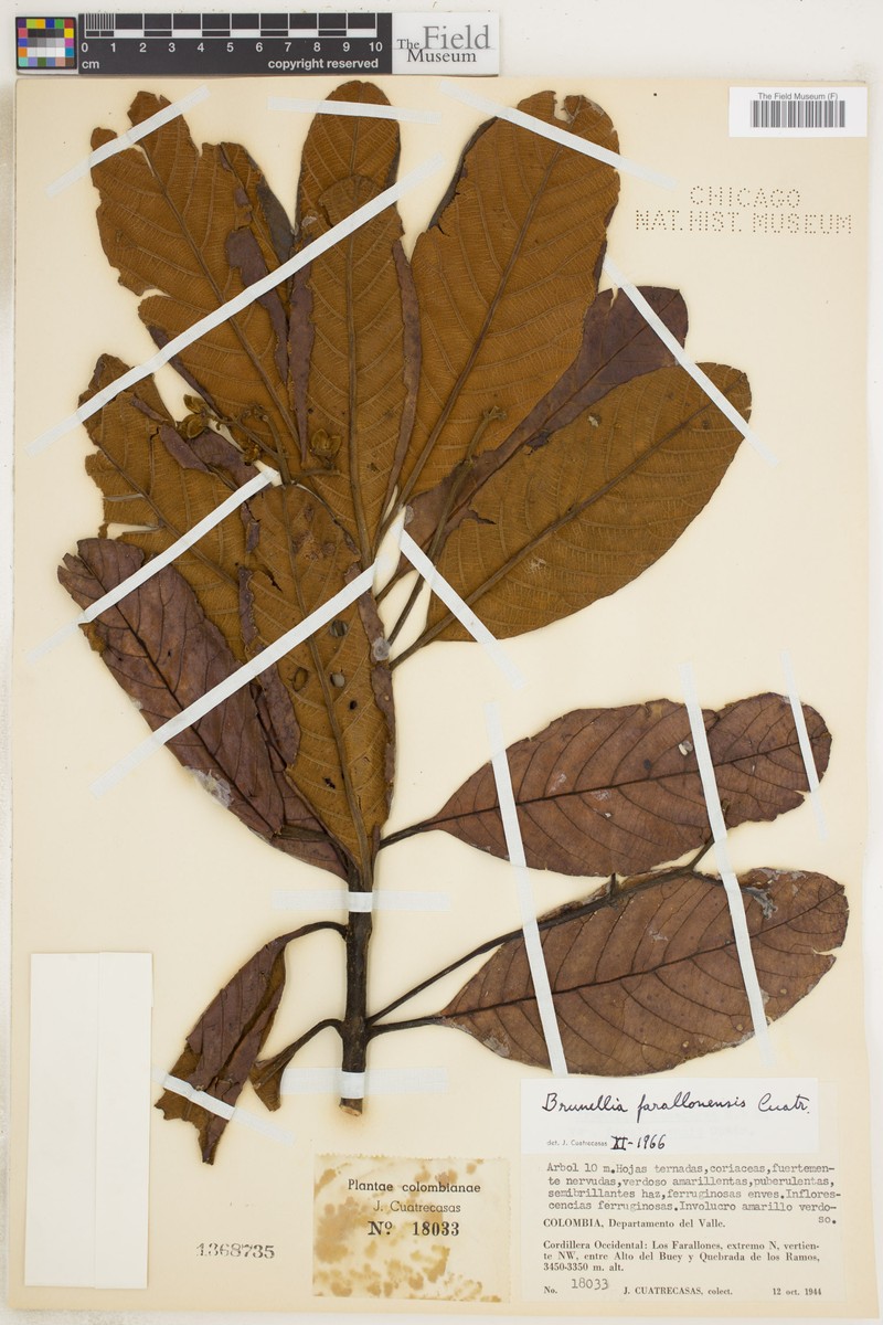 Brunellia farallonensis photo 3