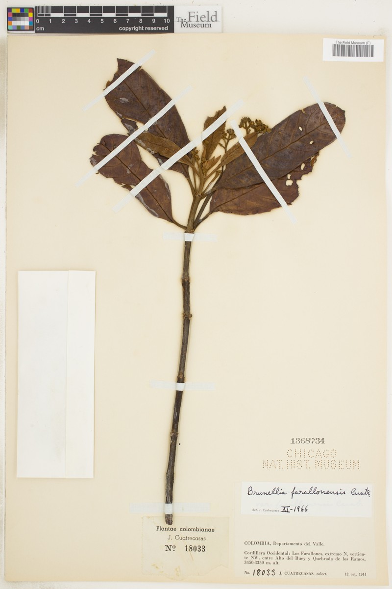 Brunellia farallonensis photo 4